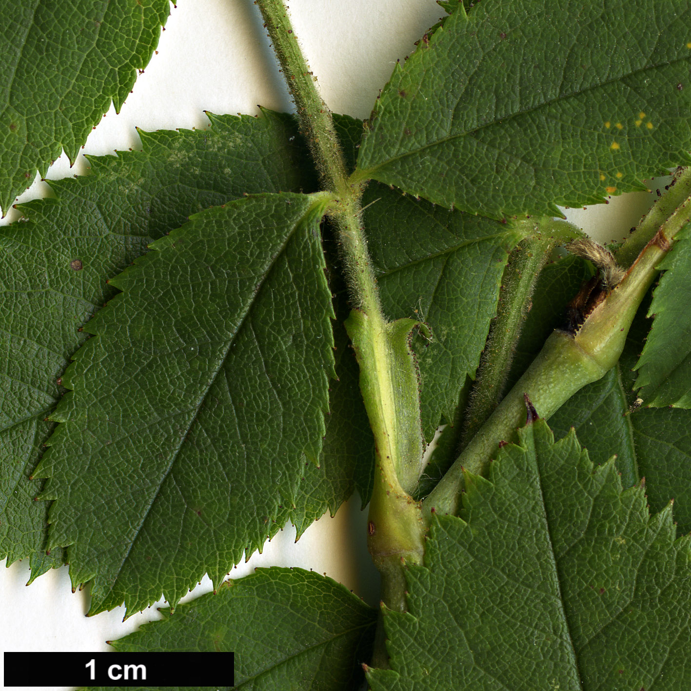 High resolution image: Family: Rosaceae - Genus: Rosa - Taxon: abietina High resolution image: Family: Rosaceae - Genus: Rosa - Taxon: abietina